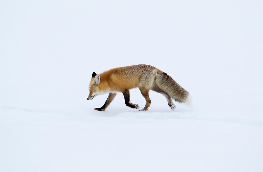 Lone Red Fox Photograph by Max Waugh | Fine Art America