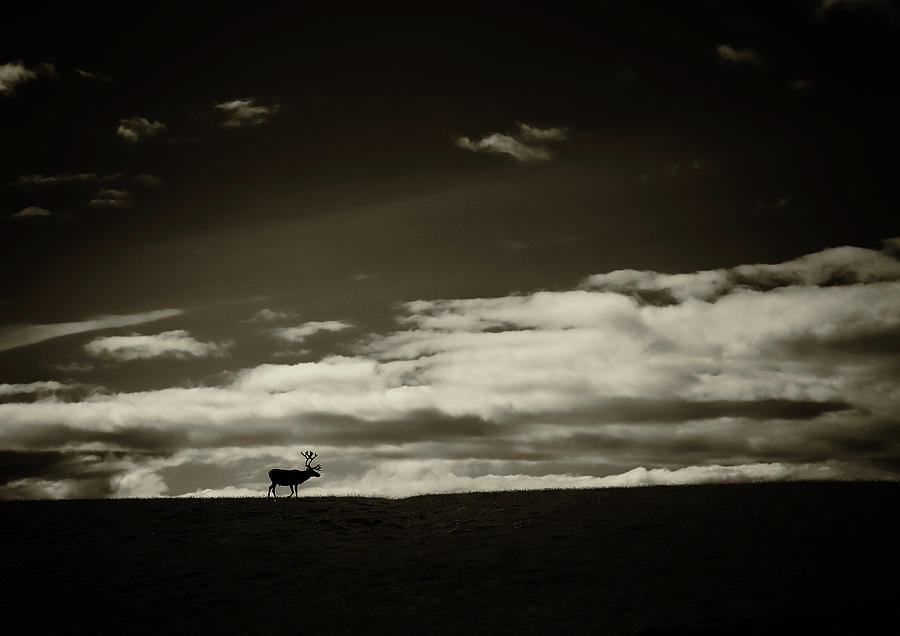 Lone Reindeer Photograph by Bethany Dhunjisha