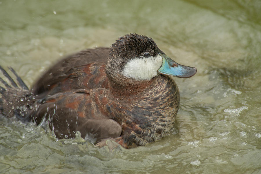 Lone Ruddy Duck Photograph by Frank Madia