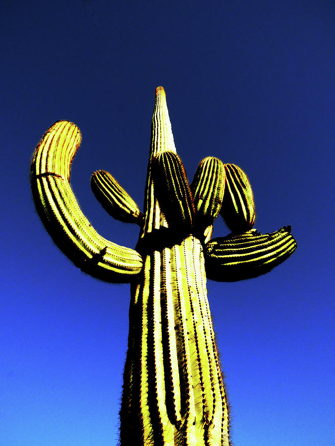 Lone Saguaro Photograph by Alan Socolik