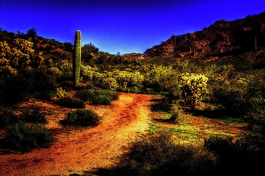 Lone Saguaro among Cholla Photograph by Roger Passman