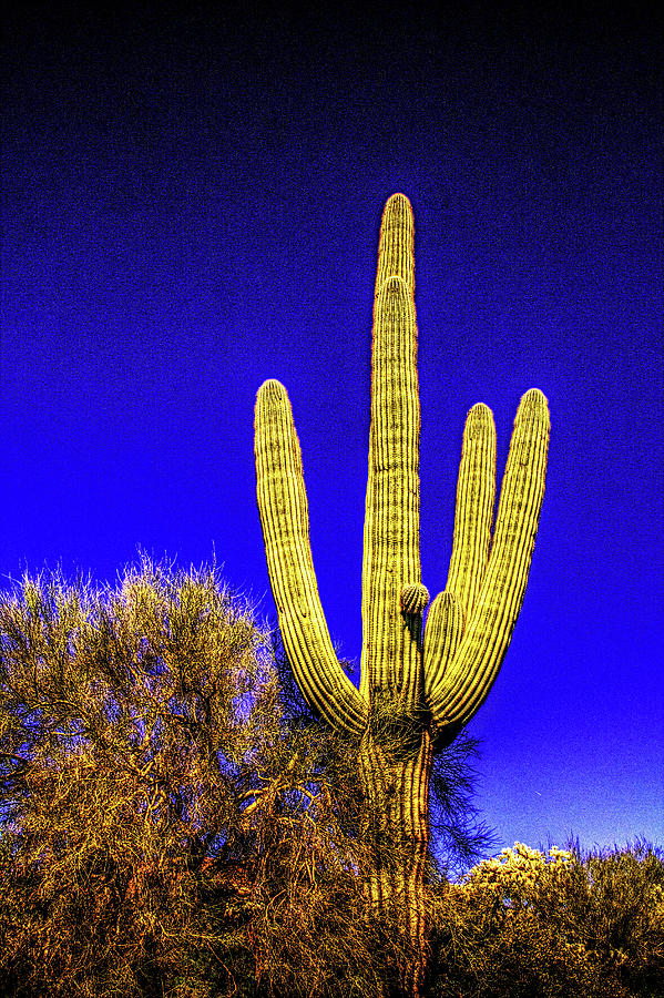 Lone Saguaro Photograph by Roger Passman