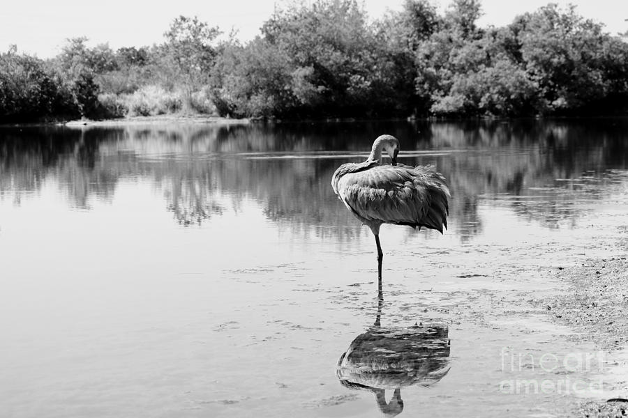 Lone Sandhill in Pond Black and White Photograph by Carol Groenen