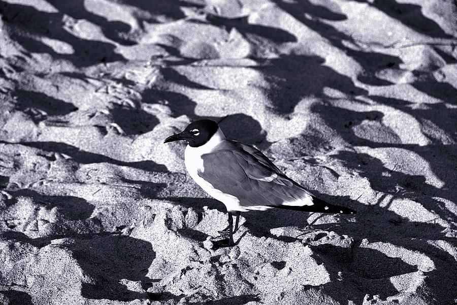 Lone Seagull Photograph by Gary Dean Mercer Clark