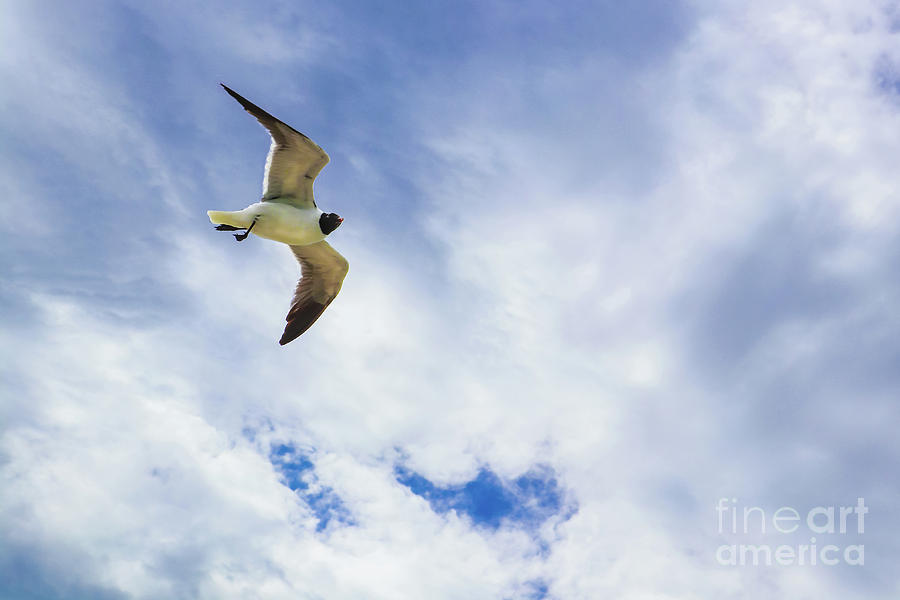 Lone Seagull Glides Against Cloudy Sky Photograph by Susan Vineyard