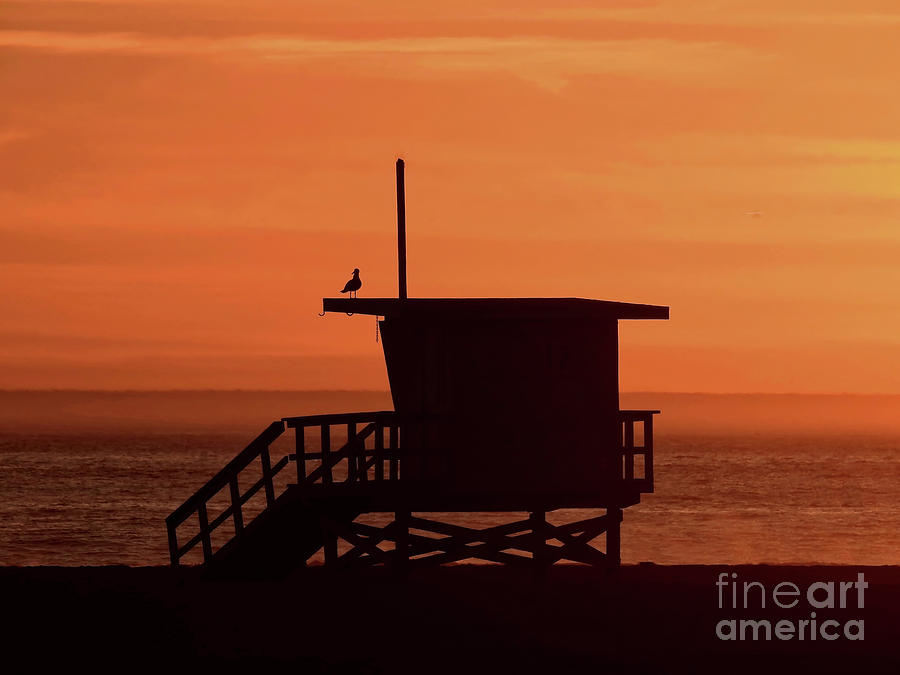 Lone Seagull on Lifeguard Tower at Sunset Photograph by Beth Myer Photography