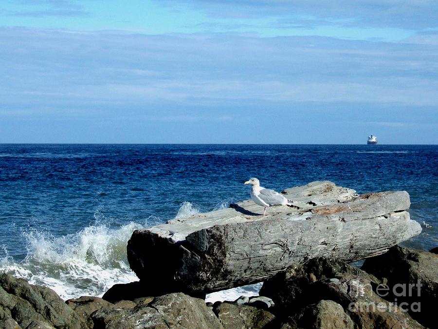 Seagull Photograph - Lone Seagull Perched On Driftwood With Crashing Waves by Delores Malcomson