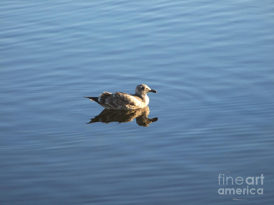 Lone Seagull Photograph Photograph by Kristen Fox