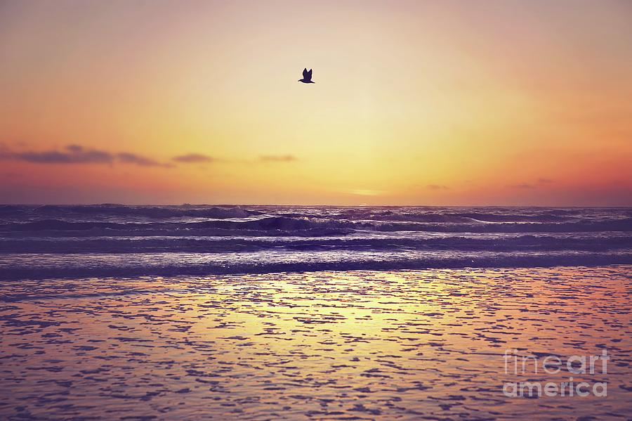 Lone Seagull Photograph
