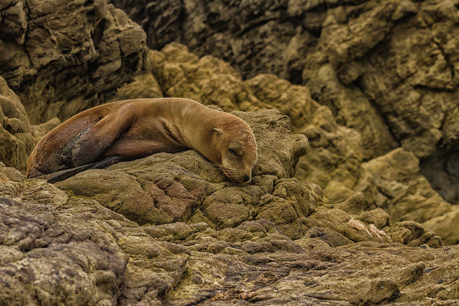 Lone Seal Photograph by Robert Hebert