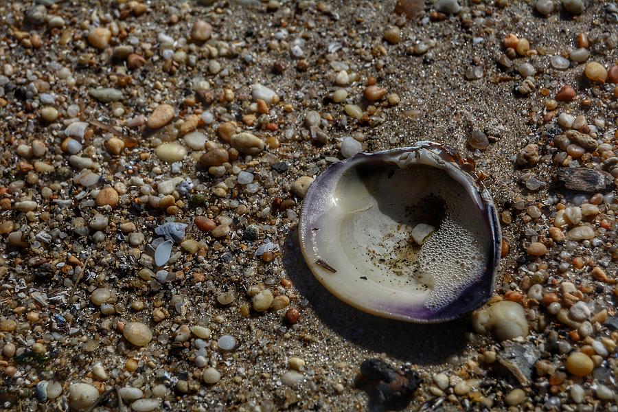 Lone Shell Photograph by Frank Morris - Fine Art America