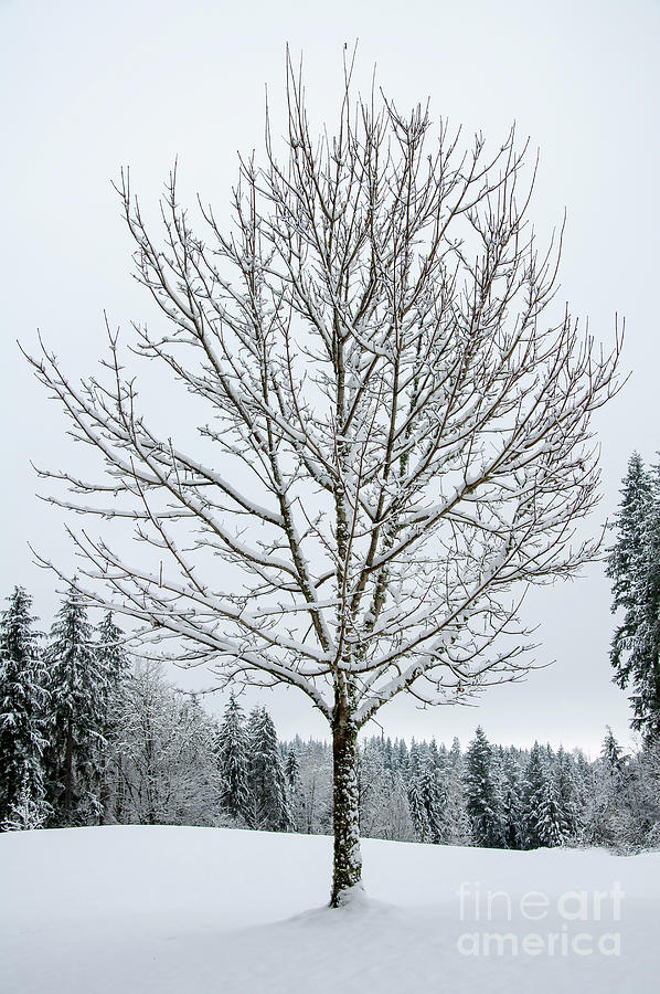 Lone Snow Covered Tree Photograph by Kirt Tisdale