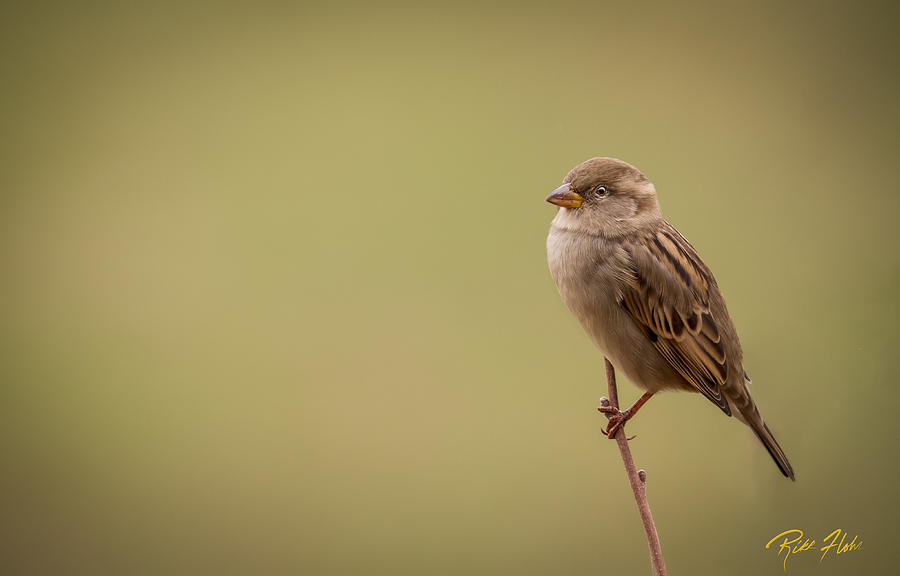 Lone Sparrow Photograph by Rikk Flohr