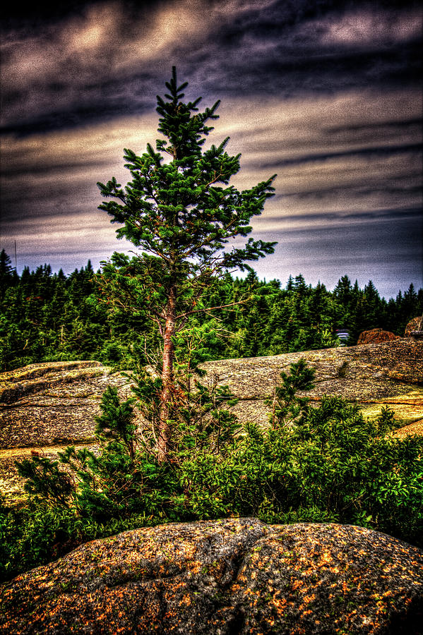 Lone Spruce atop Cadilac Mountain Photograph by Roger Passman