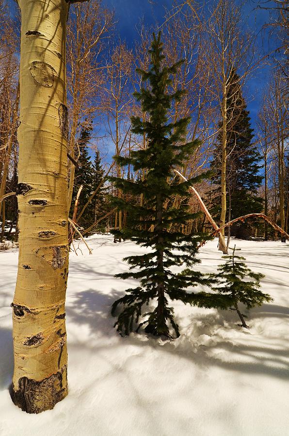 Lone Spruce Photograph