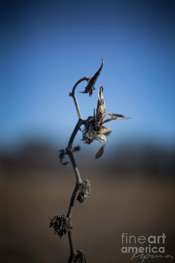 Lone Stalk, Arcadia Park, Keller Texas Photograph by Greg Kopriva