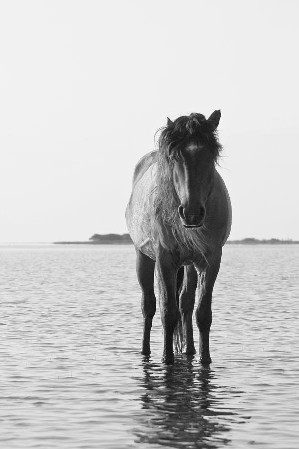 Lone Stallion Photograph by Bob Decker
