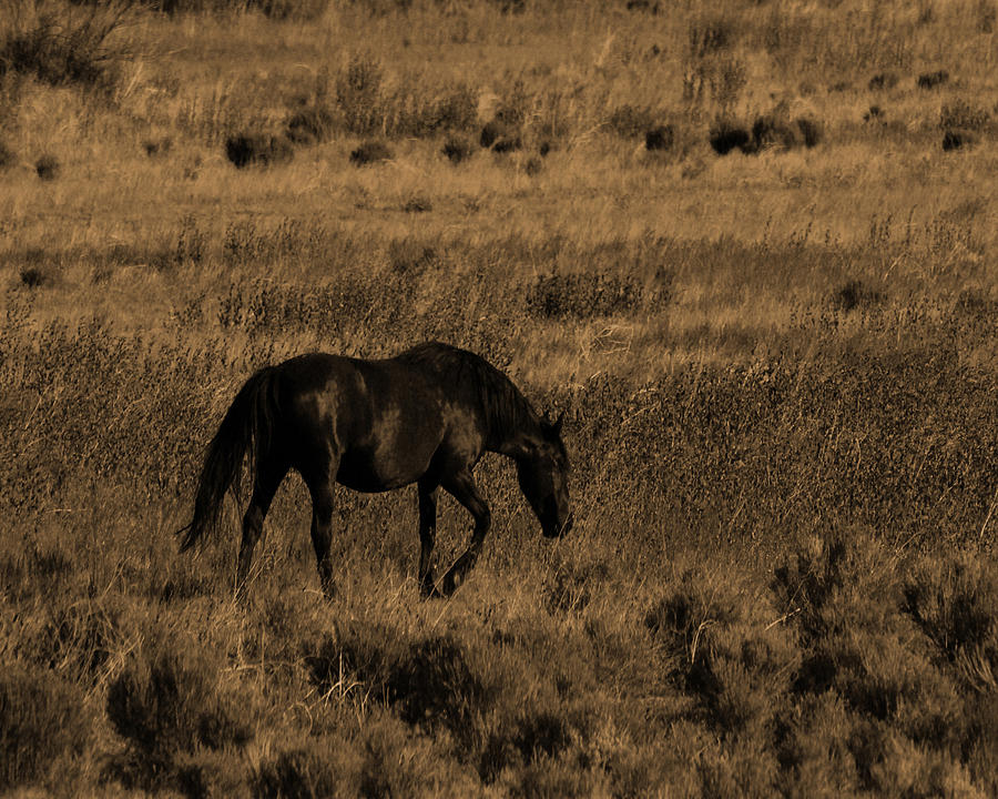Lone Stallion Photograph