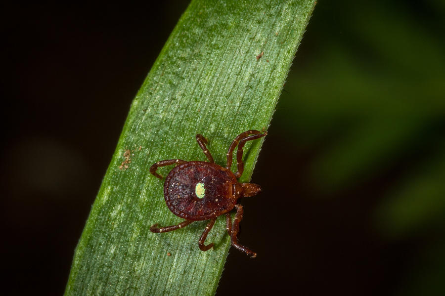 Lone Star Tick Photograph by Jeff Phillippi