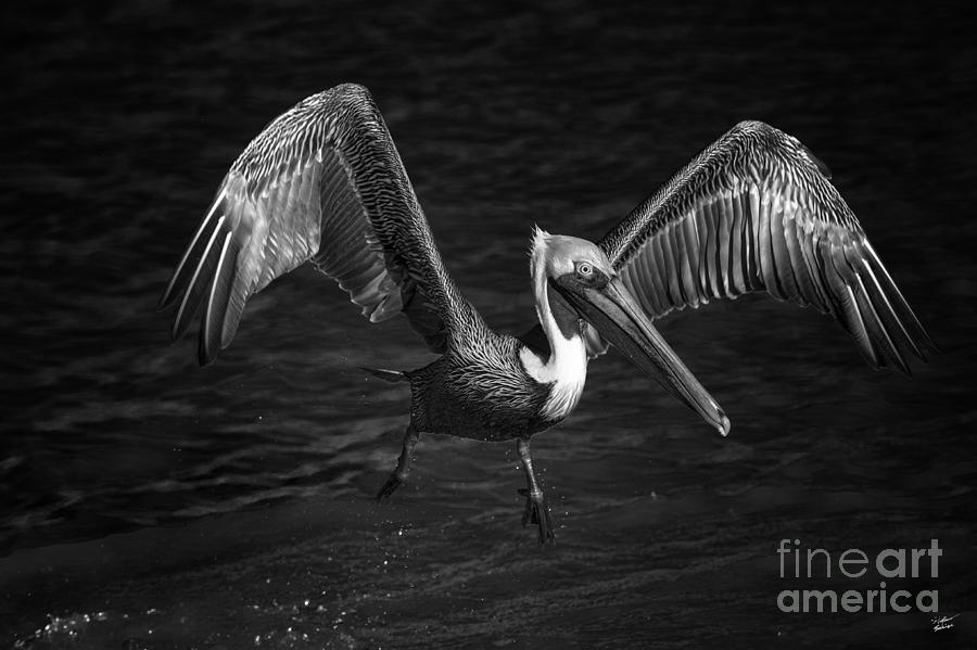 Lone Pelican in flight - black and white Photograph by Stefano Senise