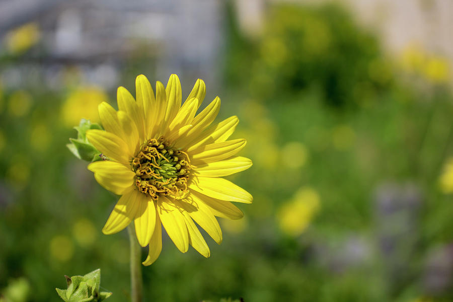 Lone Sunflower Photograph by K Bradley Washburn