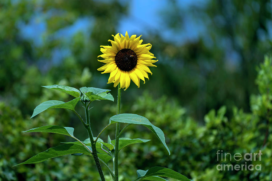 Lone Sunflower  Photograph by Sam Rino