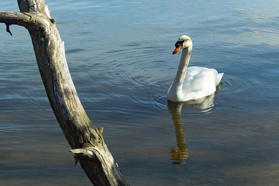 Lone Swan II Photograph
