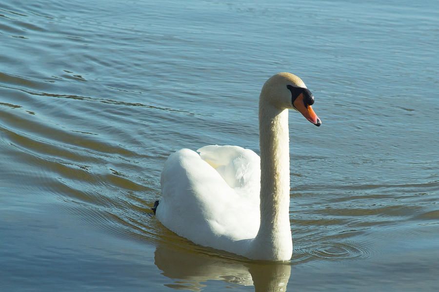 Lone Swan Photograph