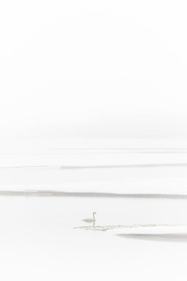 Animal Photograph - Lone Swan by Windy Corduroy