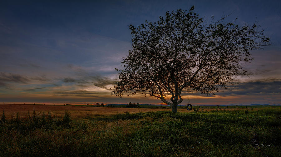 Sunset Photograph - Lone Sycamore by Tim Bryan