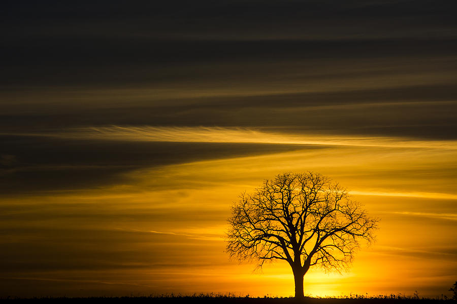 Lone Tree - 7061 Photograph by Steve Somerville