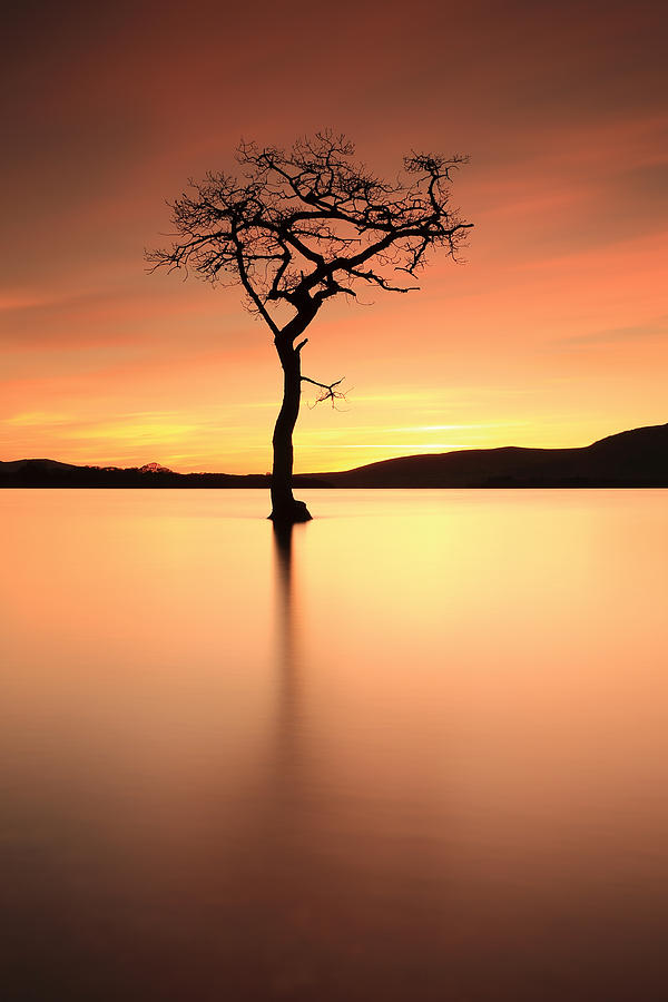 Sunset Photograph - Lone Tree Afterglow by Grant Glendinning