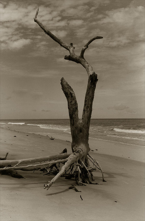 Lone Tree Photograph by Amarildo Correa