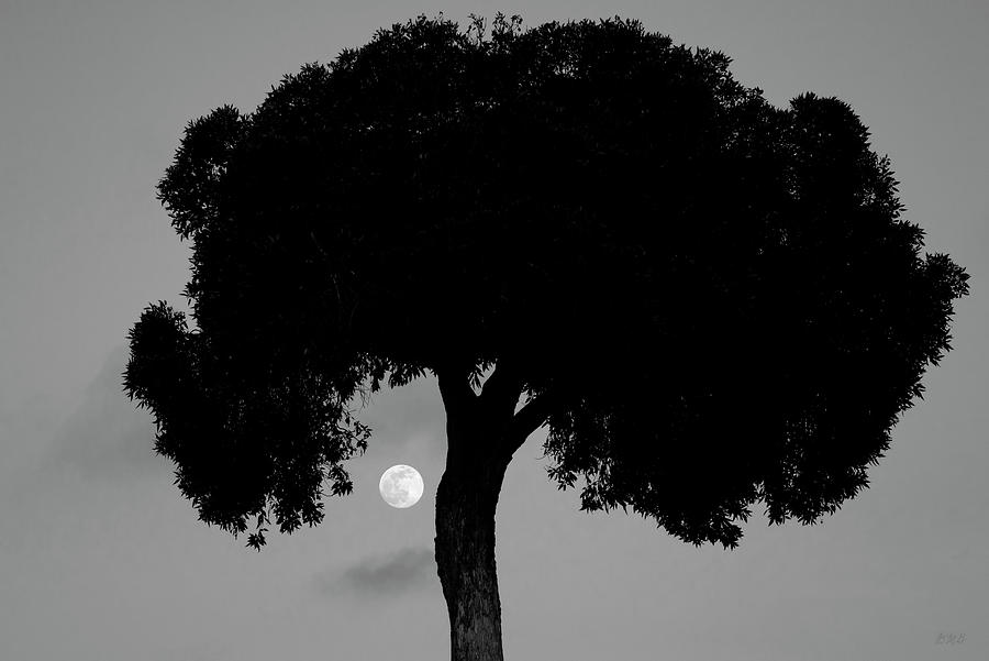 Lone Tree and Rising Moon BW Photograph by David Gordon