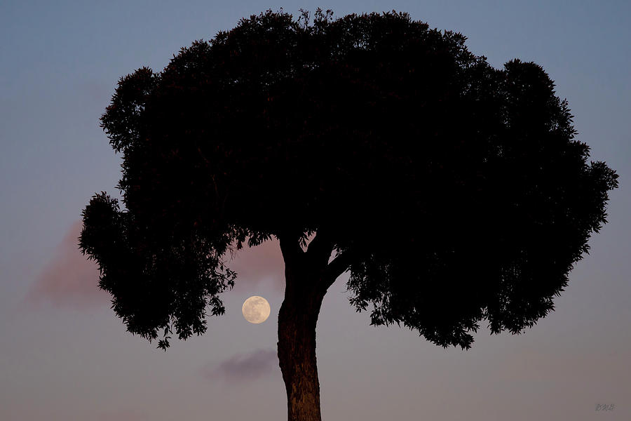 Lone Tree and Rising Moon Photograph by David Gordon