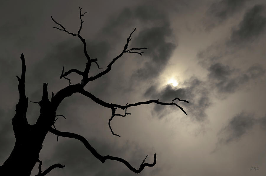 Tree Photograph - Lone Tree and Sun Toned by David Gordon