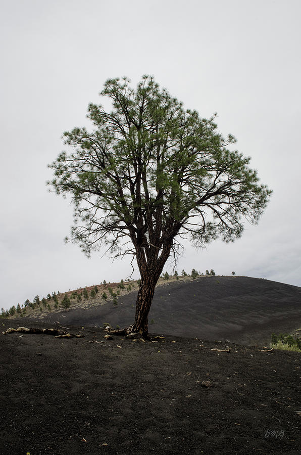 Lone Tree and Volcanic Ash Photograph by David Gordon