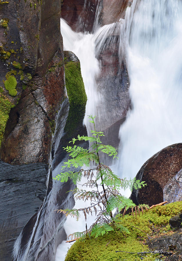 Glacier National Park Photograph - Lone Tree at Avalanche Creek by Bruce Gourley