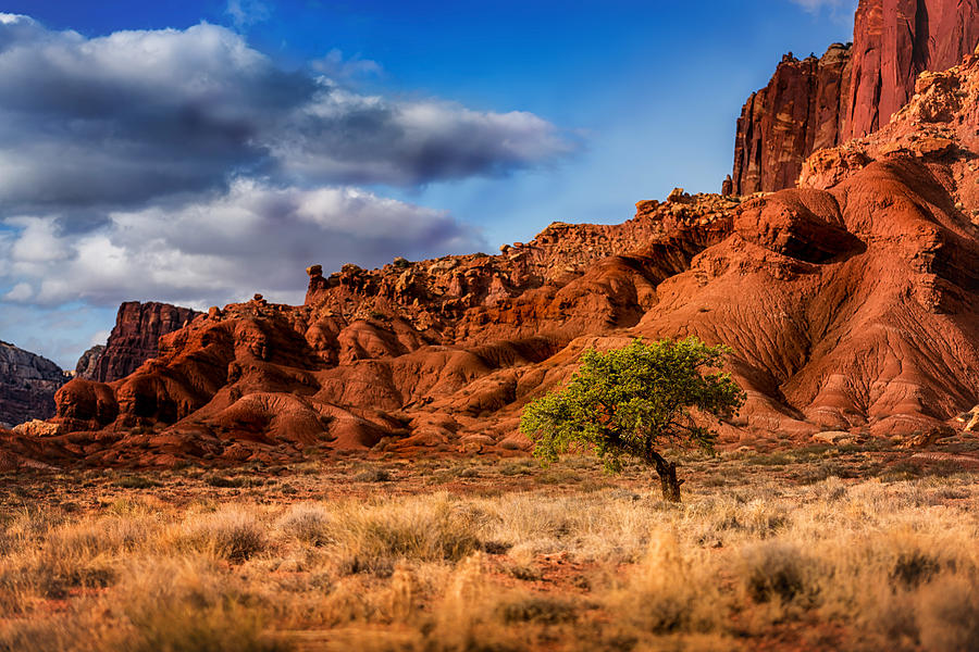 Lone Tree at Capitol Reef Photograph by Dave Koch