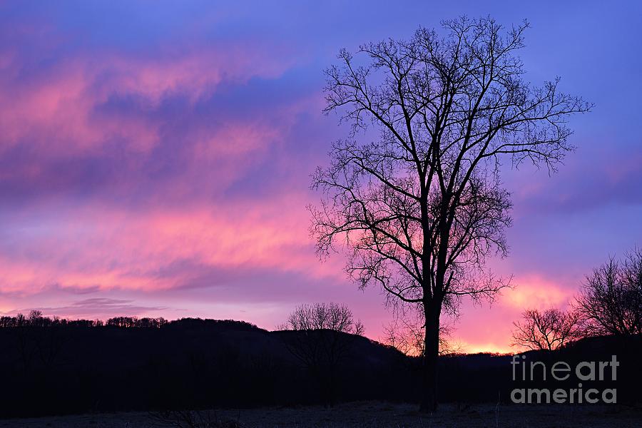 Lone Tree at Dawn Photograph by Larry Ricker
