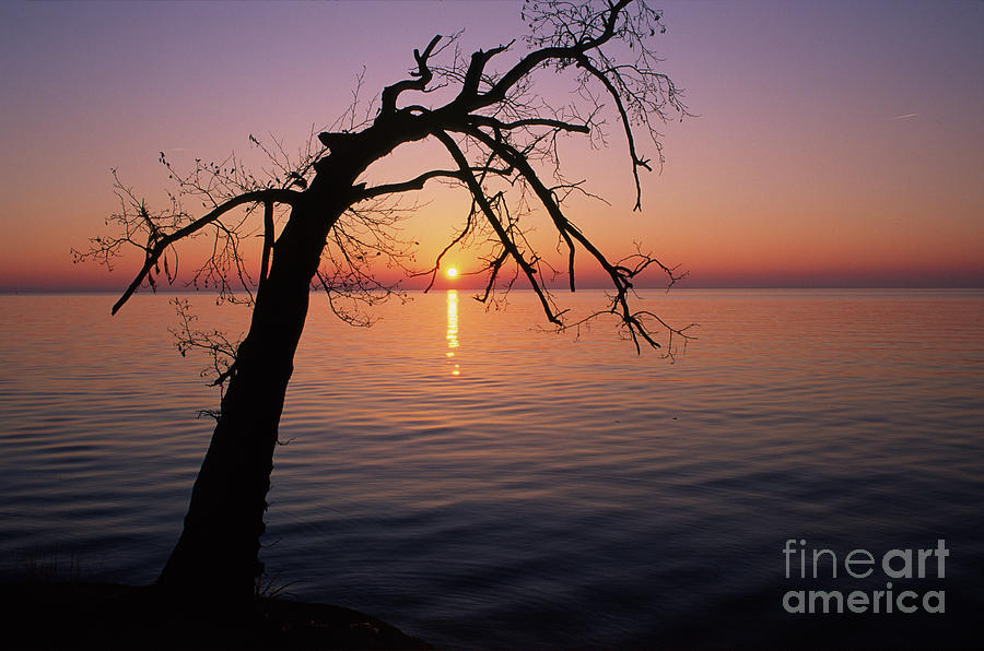 Lone tree at dusk Photograph by Riccardo Mottola