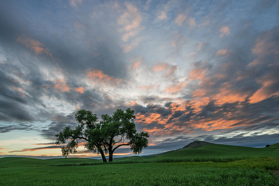 Lone tree at sunrise Photograph by Philip Cho