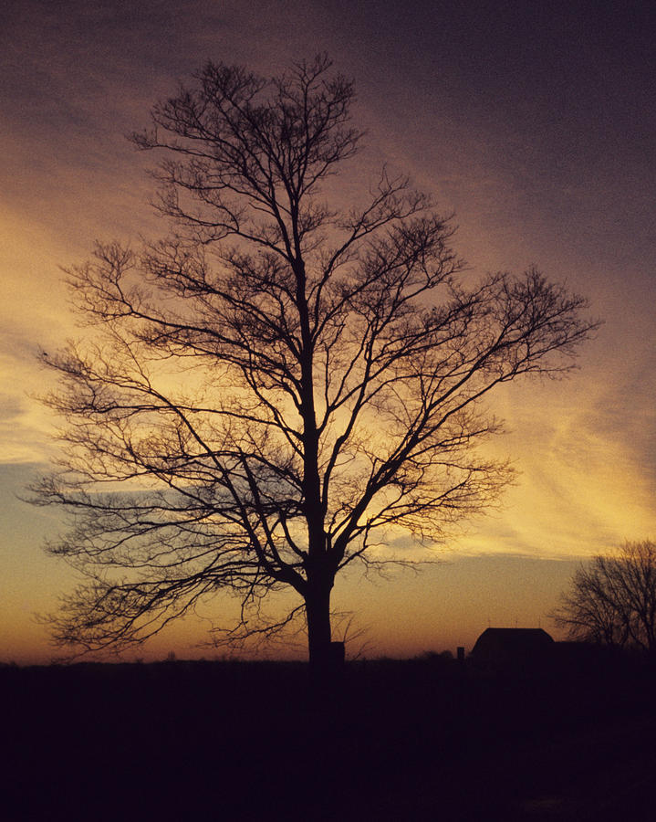 Lone Tree at Sunrise Photograph by John Harmon