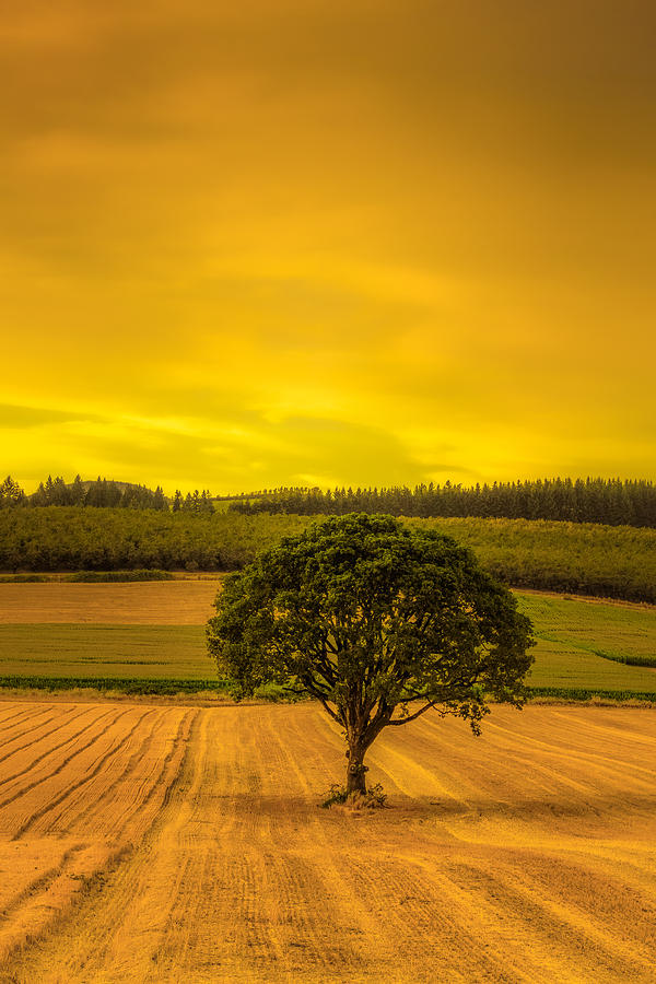 Lone Tree at Sunset Photograph by Don Schwartz
