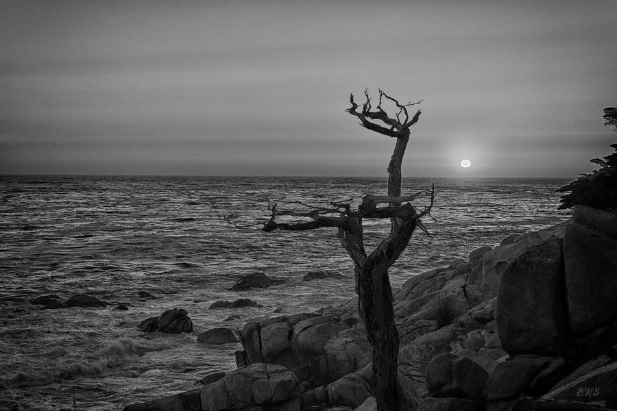 Lone Tree at Sunset Pescadero Point I BW Photograph by David Gordon