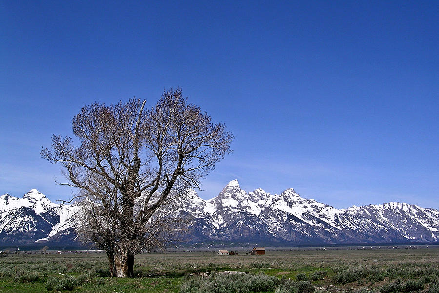 Lone tree at Tetons Photograph by Douglas Barnett