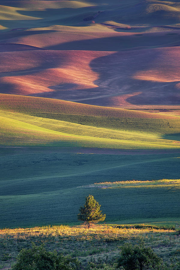 Tree Photograph - Lone Tree at The Palouse by Vincent James