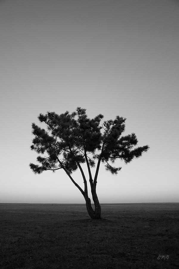 Lone Tree at Twilight BW Photograph by David Gordon