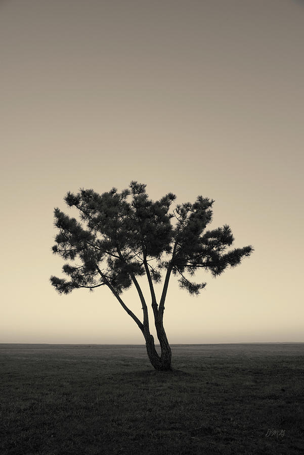 Lone Tree at Twilight Toned Photograph by David Gordon