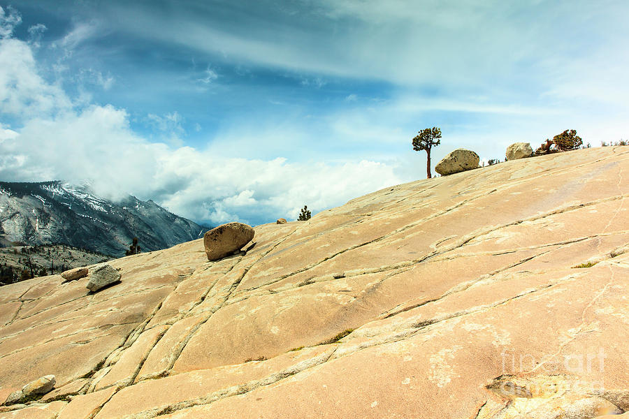 Yosemite National Park Photograph - Lone Tree at Yosemite by Ben Graham